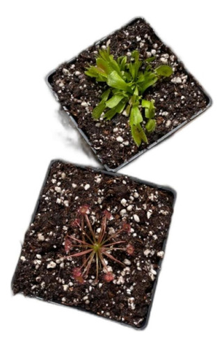 2 Carnívoras: Venus Típica + Drosera Paradoxa