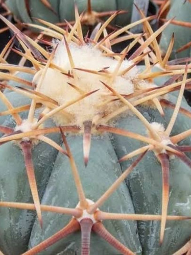 25 Semillas De Echinocactus Horizonthalonius
