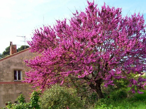 Imagem 6 de 6 de Árvore De Judas Ou Amor Bonsai Cercis Siliquastrum Sementes