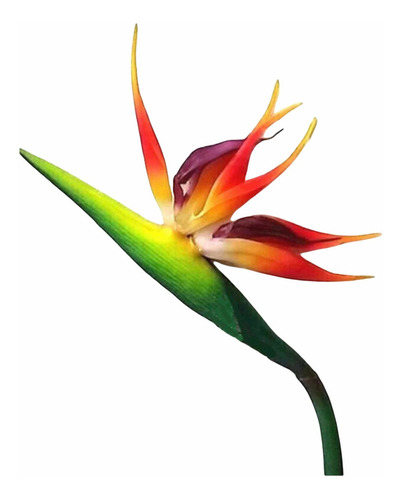 3 Flores Artificial Ave Do Paraíso Strelitzia Estrelicia