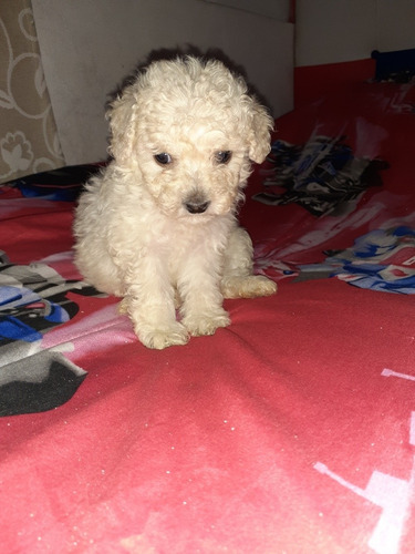 Imagen 4 de 7 de Caniche Toy