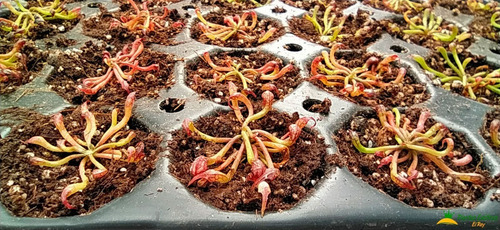Imagen 3 de 5 de Planta Carnívora Darlingtonia Californica Lirio Cobra