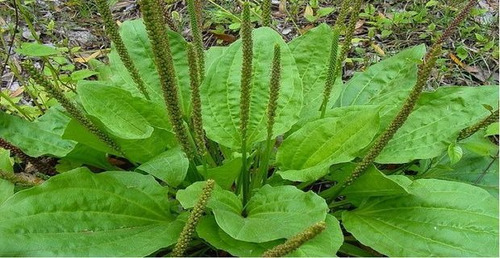 Planta De Llantel Hierbas Medicinales Curativas Ecuador