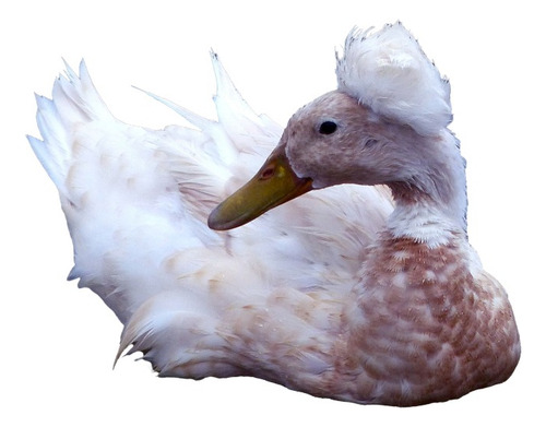 Ovos Galados Férteis Marreco Pompom ( 1 Und )