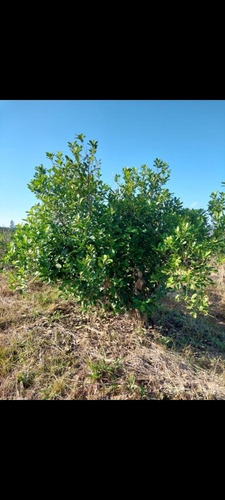 Imagen 13 de 13 de Chacra,campo Muy Centrica A 4km Del Centro De Jardin Americo