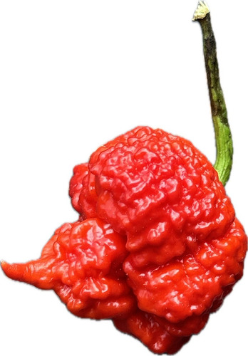 Carolina Reaper, Aji Fruto Fresco Entero Con Sus Semillas.