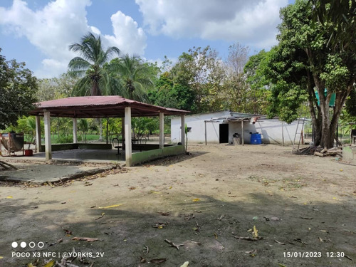 Imagen 7 de 13 de Finca En Venta En El Tambor, Mun. Obispos, Barinas