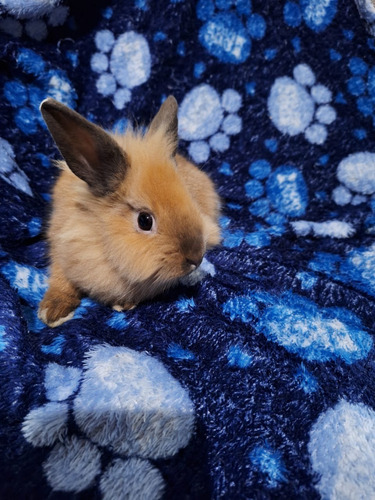 Mini Coelho Branco Bege