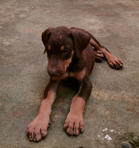 Cachorros Doberman Aleman De Muy Buena Raza