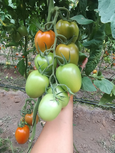 Semilla De Tomate Indeterminado Hibrido Sanson F1 Capgen
