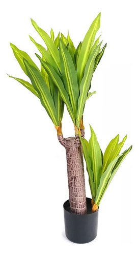 Planta Palo De Brasil Para Que Sirve