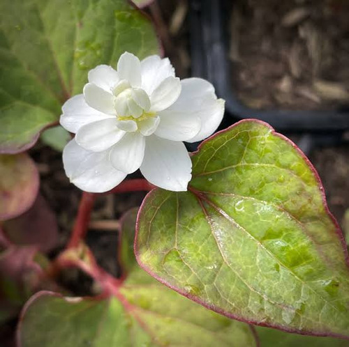 Tintura Madre De Houttuynia Cordata ( Houttuynia Cordata).