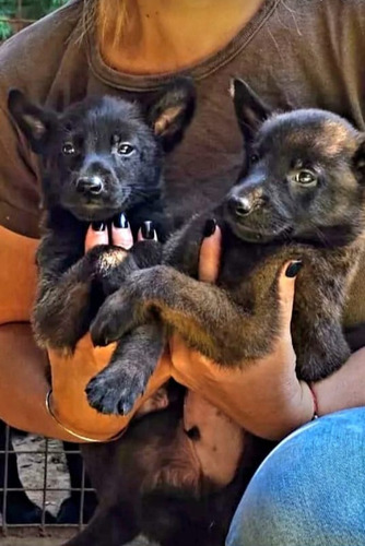 Ovejero Belga Malinois Caoba Carbonado (Usado)