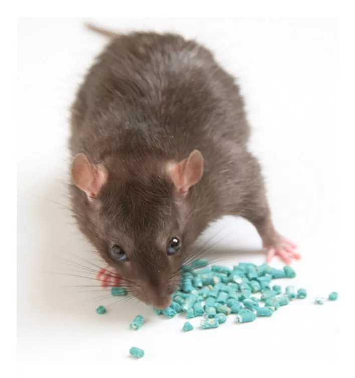 Tercera imagen para búsqueda de veneno ratas