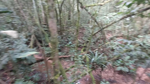 Imagem 5 de 15 de Sítio / Chácara Para Venda Em Araucária, Zona Rural, 2 Dormitórios, 1 Banheiro, 1 Vaga - 157_2-1591009