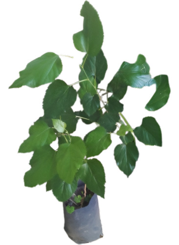 Árbol De Moras 60 Cm - 1 Planta En Maceta 3l