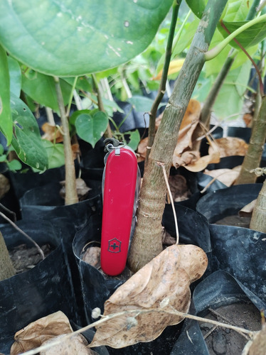 Clavellino Árbol De Semilla (pseudobombax Ellipticum)