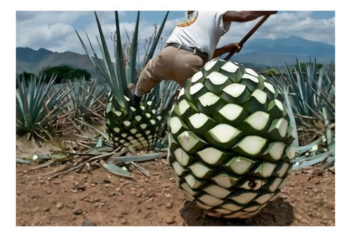 Pack De 6 Tequila Maestro Tequilero Blanco 700 Ml