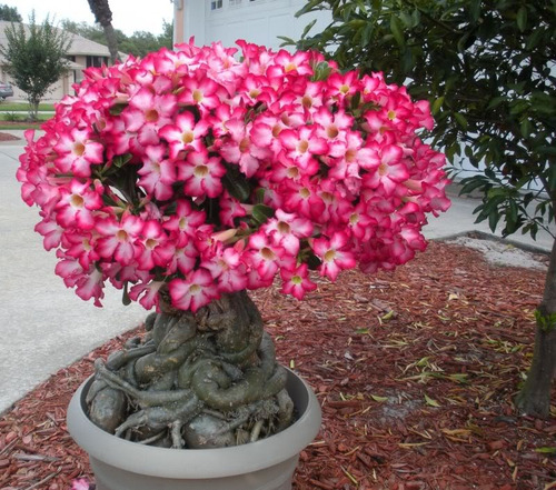 Flor Del Desierto Hermosas (rosa) + Regalo Foto 2