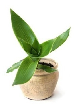 Imagen 1 de 7 de Callisia Fragrans Planta Medicinal Canasta Cesta Cadena