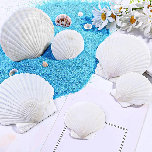 18 Conchas De Vieira Naturales, Conchas Marinas Blancas A Gr