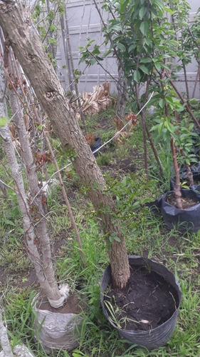 Imagen 10 de 10 de Arbol Ceibo 5 Años - 1.8 Mts. Excelente !! E.grtais Caba-gba