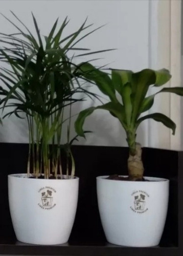 Plantas De Interior + Maceta X 2 U. 