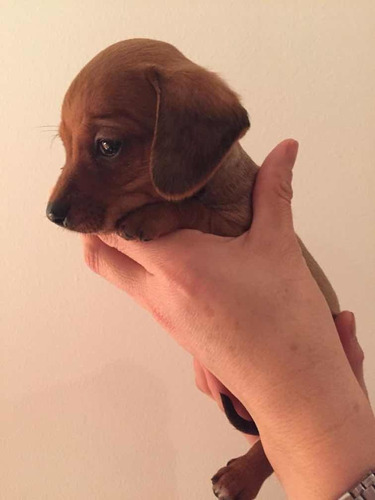 Salchichas Dachshund Muy Mini