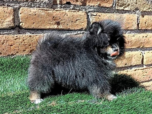 Pomerania Hembra Blue And Tan Hermosa. Blue And Tan