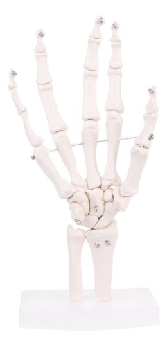 Estudio De Anatomía Médica Humana Con Modelo De Esqueleto An