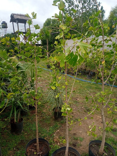 Imagen 8 de 10 de Arbol Ginkgo Biloba Original Japonés - E.gratis Caba Y Gba