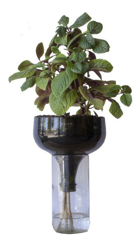 Dólar Negro Little Plant 32 Sin Soporte, Maceta Autorregante
