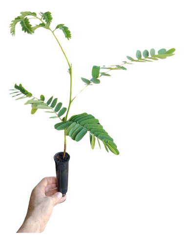 Mudas De Guarapuvu, Kit Com 6 Mudas De 10 A 25cm. Nativa.