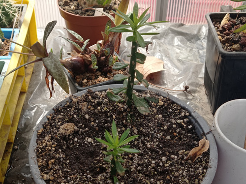 Planta Pereskiopsis Diguetii / Cactus Para Injertos