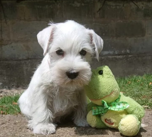 Cachorritos Schnauzer Blancos