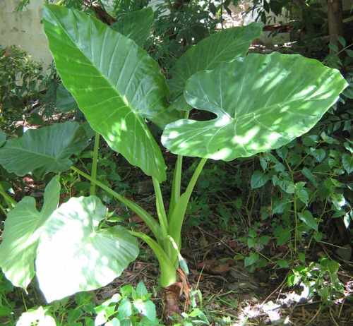 Alocasia $200.-