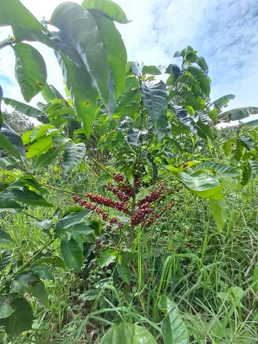 Finca En Restrepo Valle