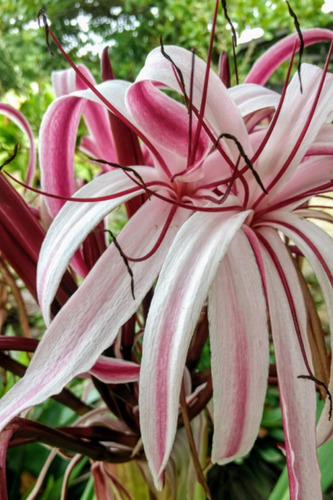 Crinum Roja Semilla Camote Rizoma Queen Emma Reina Aroma Sol