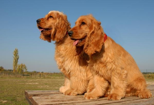 Cachorros Cocker.  La Mejor Genética!