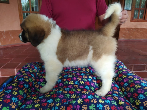 San Bernardo Cachorro Precio Mascotas Rionegro Medellín