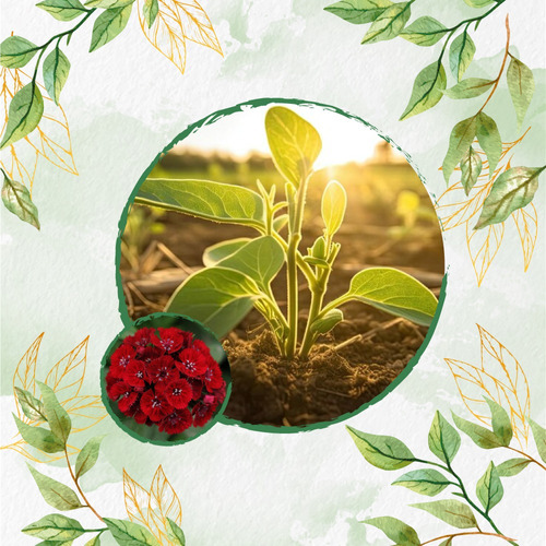 Fertilizante Para El Crecimiento De Dianthus Barbatus