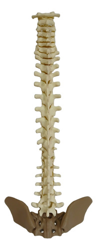 Columna Vertebral Completa - Encastrable Impresion 3d