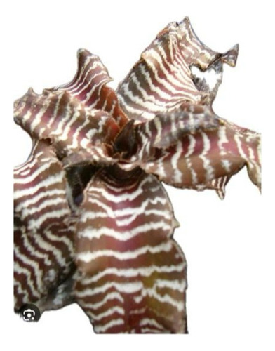Cryptanthus Zonatus/bromélia Zebrada/estrela Da Terra