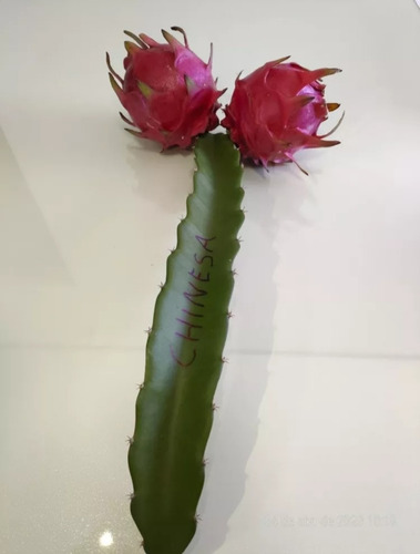 Mudas Da Pitaya Gigante Chinesa (kit Com 2) + Brinde