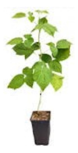 Planta De Frambuesa Adulta - Excelente -vivero Hab. X Senasa