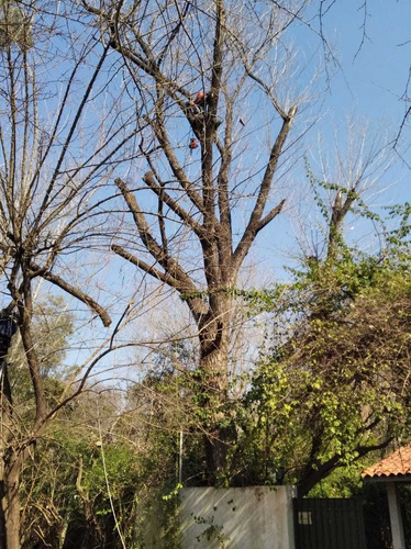 Imagen 4 de 6 de Poda De Árboles En Altura. Tala Y Extracción. Palmeras