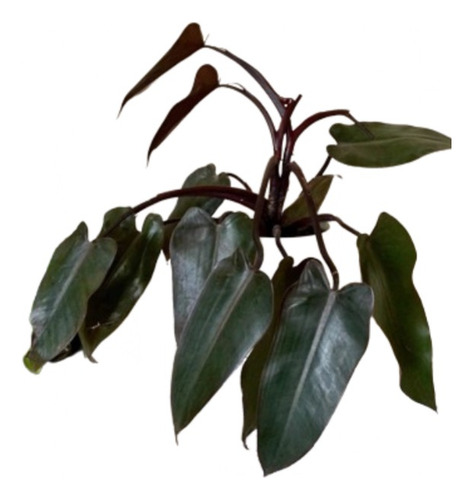 Philodendron Erubescens Rubro