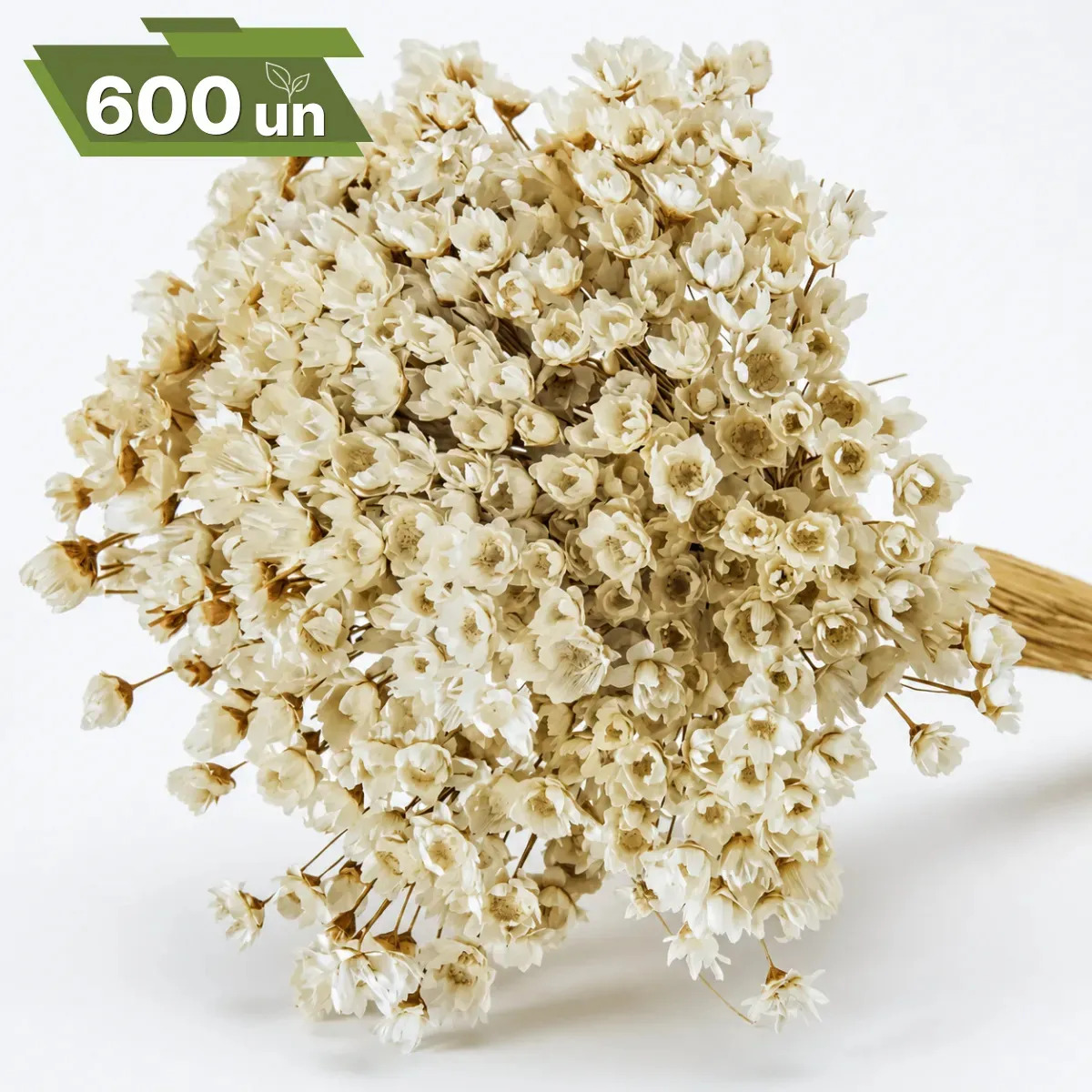 Sempre Viva Florzinha Branca C/600 Buque Cerejeira Desidratadas Decoração Casamento