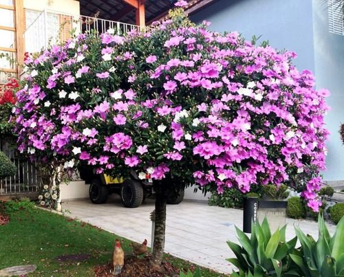 Imagem 3 de 10 de 20 Sementes De Manacá Da Serra Anão Tibouchina Mutabilis