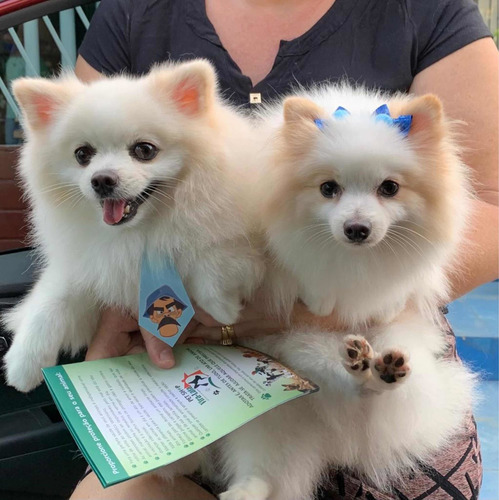 Imagem 1 de 1 de Spitz Alemão Lulu Da Pomerania Macho